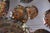 Metal Mid Century Jere Abalone Shells Metal Wall Sculpture For Sale - Image 7 of 9