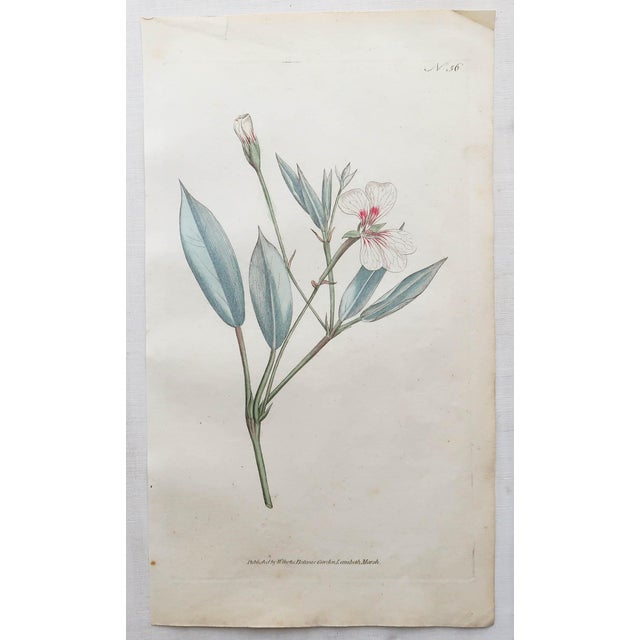 After Sowerby, Botanical Prints, 1793, Lithograph, Set of 12 For Sale - Image 6 of 14