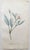 After Sowerby, Botanical Prints, 1793, Lithograph, Set of 12 For Sale - Image 6 of 14