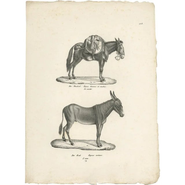 Schinz, Illustration of Donkeys, 1830, Print For Sale - Image 5 of 5