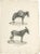 Schinz, Illustration of Donkeys, 1830, Print For Sale - Image 5 of 5