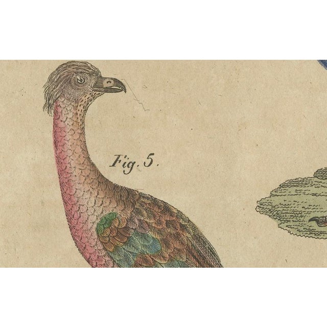 Bertuch, Crested Birds, 1800, Engraving For Sale - Image 3 of 9