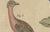 Bertuch, Crested Birds, 1800, Engraving For Sale - Image 3 of 9