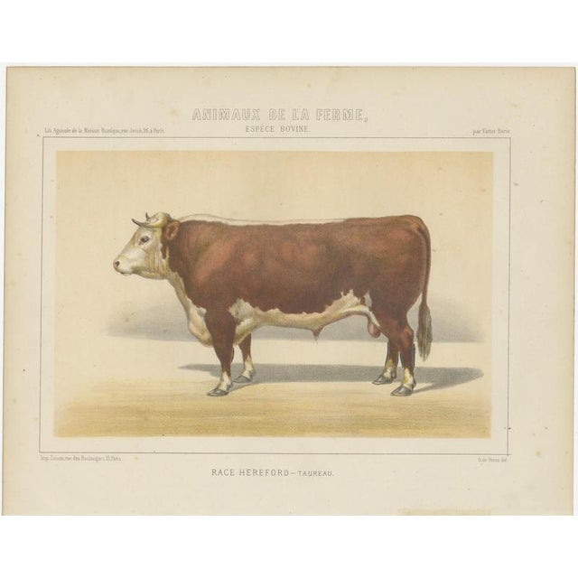 After Charles Olivier de Penne, Hereford Bull, British Cattle from Animaux De La Ferme, 1863, Chromolithograph For Sale - Image 3 of 9