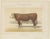 After Charles Olivier de Penne, Hereford Bull, British Cattle from Animaux De La Ferme, 1863, Chromolithograph For Sale - Image 3 of 9