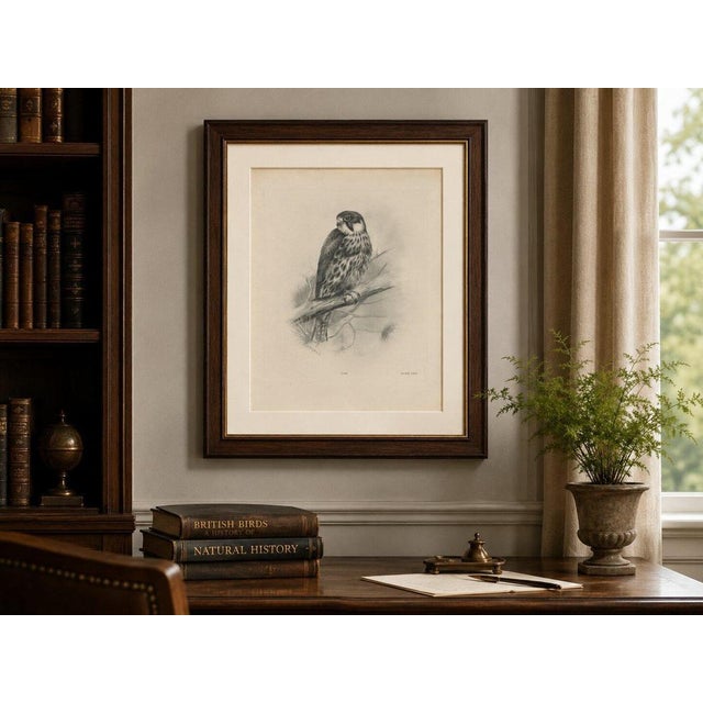 Paper Lilian M. Medland, Eurasian Hobby Falcon, 1908, Monochrome Ornithological Plate on Paper For Sale - Image 7 of 10