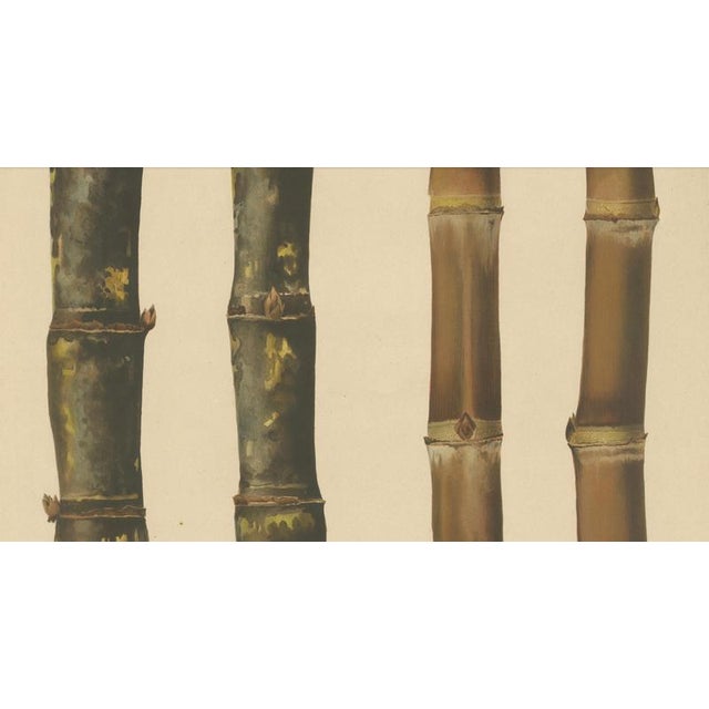 Sugarcane, 1892, Paper For Sale - Image 3 of 10