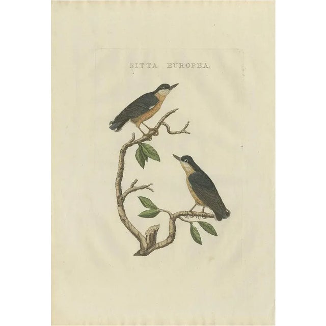 After Sepp & Nozeman, The Eurasian Nuthatch, 1829, Print For Sale - Image 6 of 6