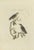 After Sepp & Nozeman, The Eurasian Nuthatch, 1829, Print For Sale - Image 6 of 6