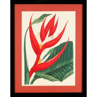 Framed 1836 Paxton Heliconia Braziliensis (Brazilian Heliconia, Bird of Paradise) Flower Engraving For Sale