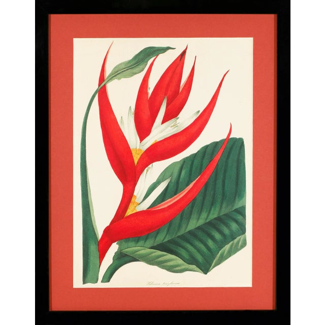 Framed 1836 Paxton Heliconia Braziliensis (Brazilian Heliconia, Bird of Paradise) Flower Engraving For Sale
