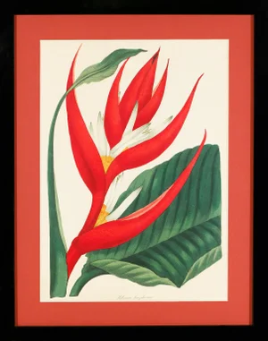 Framed 1836 Paxton Heliconia Braziliensis (Brazilian Heliconia, Bird of Paradise) Flower Engraving