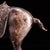 Solid Copper Silvered Galloping Horse Statue (Zhaocai Ma) - Gilt Silver Bronze Horse Figurine With Ornate Saddle For Sale In Los Angeles - Image 6 of 10