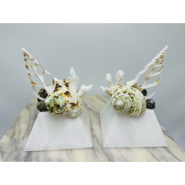 Coastal Shell Sculptures, a Pair, on Vintage Italian Marble Bases For Sale - Image 3 of 6