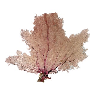 Natural Caribbean Sea Fan For Sale