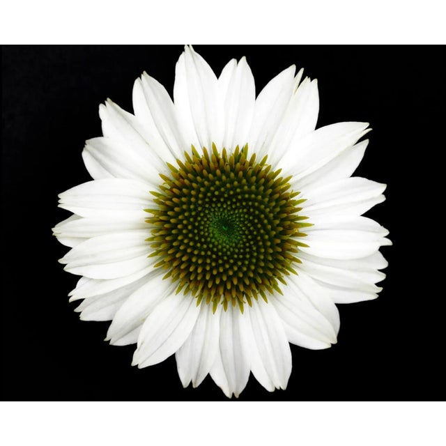 This is a Macro Botanical Photograph of a White Flower against black. It is printed on Archival Fine Art Paper.