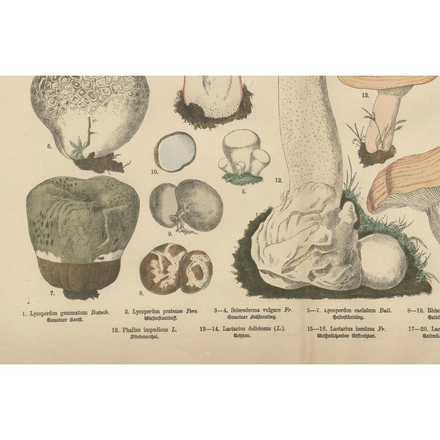 Fünfstück, Morel & Funnel Mushrooms, 1885, Paper For Sale - Image 4 of 9