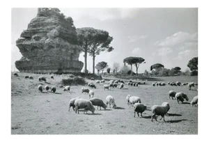 Rome Via Appia, 1954