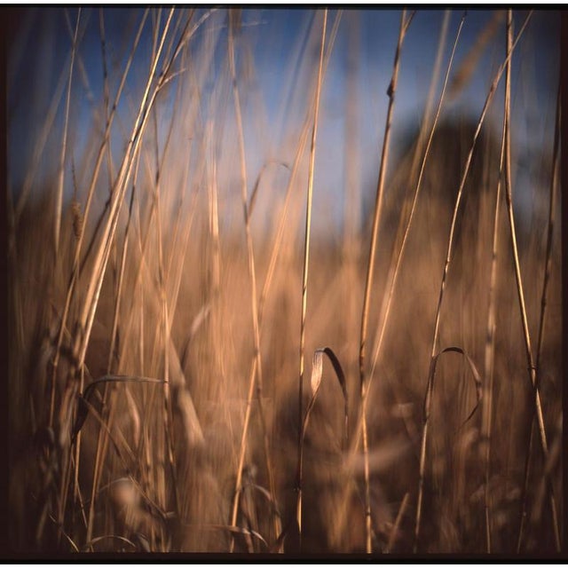 Paul Cooklin, Wild Grass, Suffolk, Edition of 50 For Sale - Image 6 of 6
