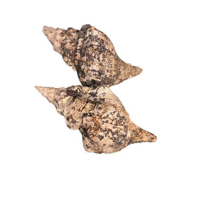 Pair Vintage Natural Horse Conch Seashell Specimen Organic Decor For Sale - Image 4 of 16