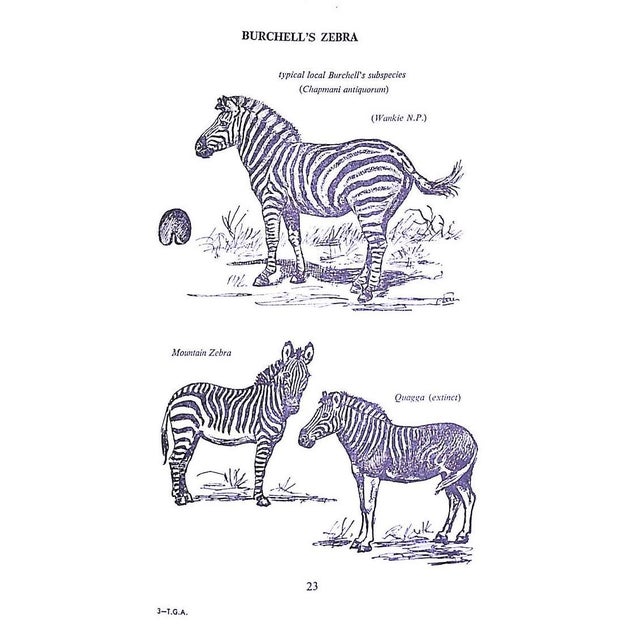 1960s "The Game Animals of Southern Africa" 1963 Maberly C. T. Astley For Sale - Image 5 of 10