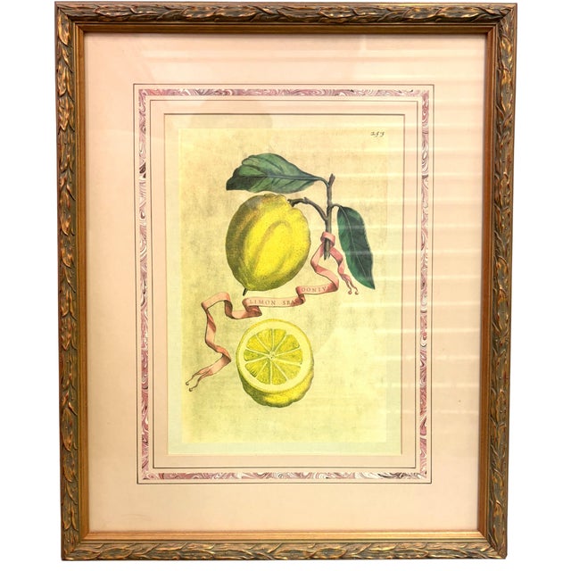 Vintage Framed “Limon Sbardonius” Lemon Citrus Botanical Print After Giovanni Battista Ferrari For Sale - Image 11 of 11