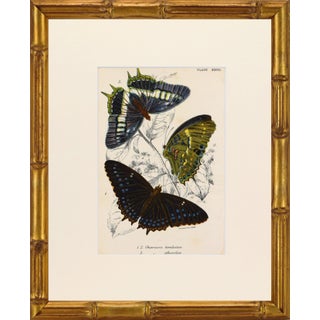 19th Century Antique English Butterfly Print 1897 For Sale