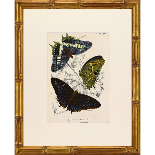 19th Century Antique English Butterfly Print 1897 For Sale