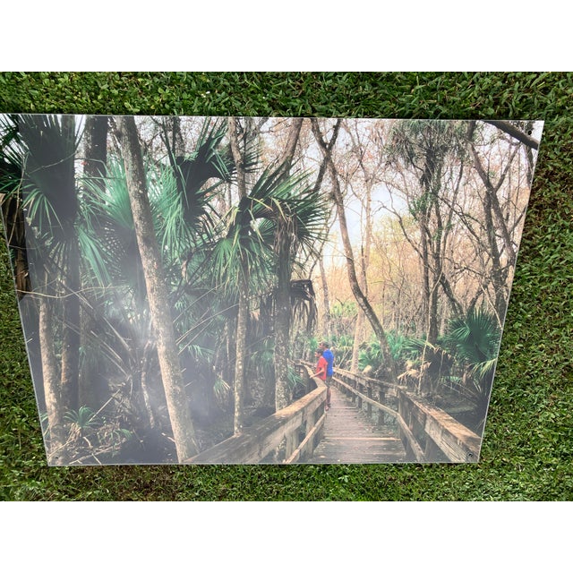 Old Florida; Highlands Hammock State Park, Sebring Florida Photo Print. Cypress Swamp Boardwalk, Four by Three Feet in Plastic For Sale - Image 11 of 12