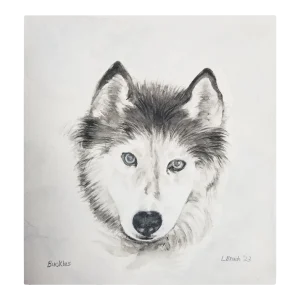 “Buckles” Giclee Print of an Oil Portrait of a Husky by Linda Brush -