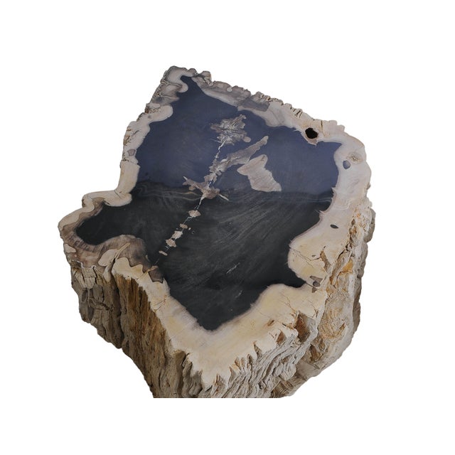 Big Petrified Wood Side Table by Xyleia Petrified Wood For Sale - Image 4 of 8