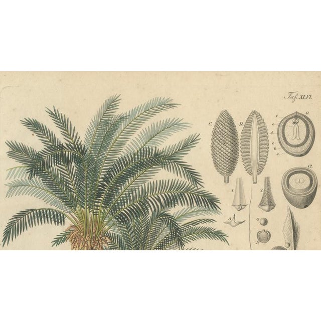 Cycad, 1831, Paper For Sale - Image 3 of 9
