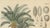 Cycad, 1831, Paper For Sale - Image 3 of 9