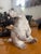 Cream 1940s Nymphenburg Porcelain Polar Bear Figurine (Model No. 392, Designed by Willy Zügel) For Sale - Image 8 of 8