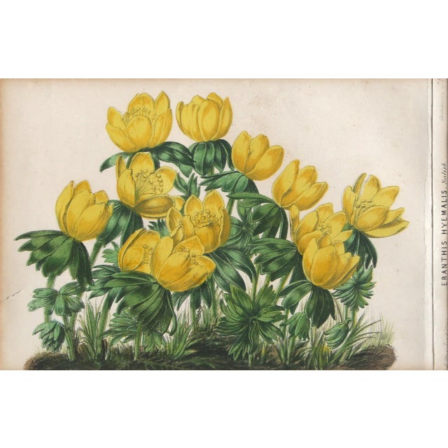 Art Deco Eranthis Hyemalis, Abraham Jacobus Wendel Lithograph For Sale - Image 3 of 3