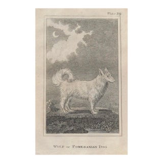 18th Century Wolf or Pomeranian Dog Antique Engraving For Sale