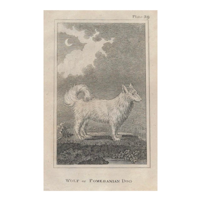 18th Century Wolf or Pomeranian Dog Antique Engraving For Sale