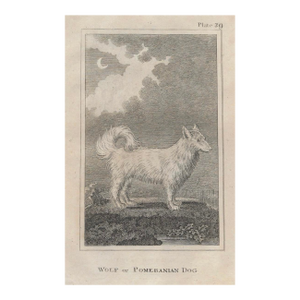 18th Century Wolf or Pomeranian Dog Antique Engraving