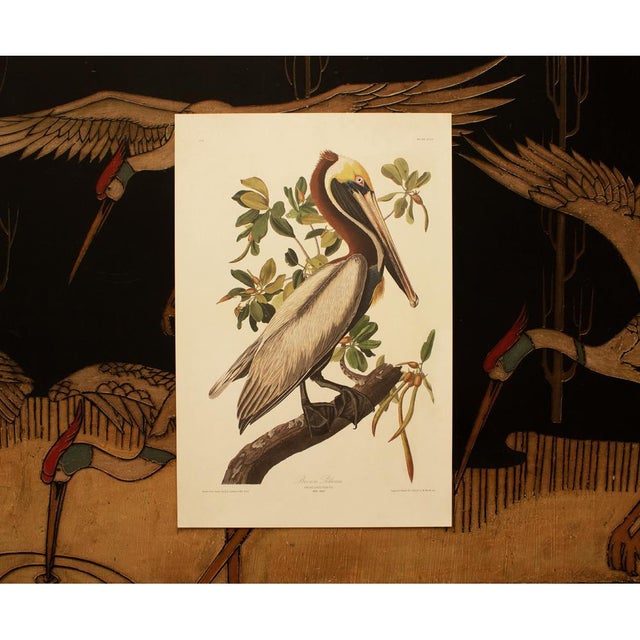 1990s Brown Pelican After Audubon, Large Cottage Print For Sale - Image 9 of 10