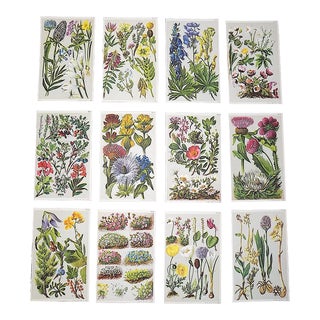 Antique 19th Century Botanical Lithographs - Set of 12 For Sale