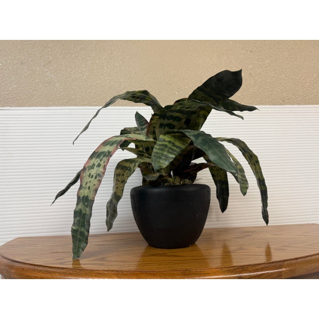 Contemporary Artificial Vriesea Hieroglyphica Plant + Vase For Sale - Image 3 of 12