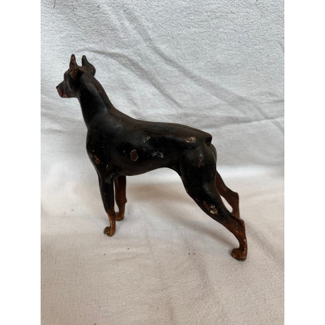 1920s Hard to Find Very Rare Doberman Pinscher For Sale - Image 9 of 11