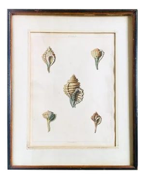 1810 Antique George Perry "Monoplex" English Engraved Aquatint Print