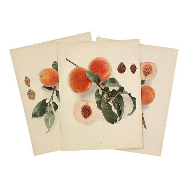 Antique Peach Chromolithographs - Set of 3 For Sale