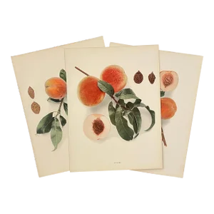 Antique Peach Chromolithographs - Set of 3