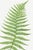 Vintage botanical artwork reproduced and refined for modern printing. Featuring a graceful lady fern rendered in delicate...