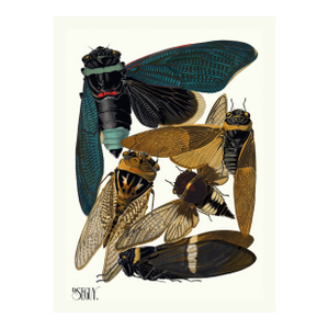 Insects Plate 01 by Emile-Allain Séguy, Vintage Art Print Reproduction, 18" × 24"
