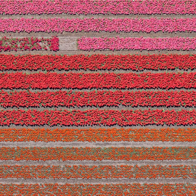 Red "AV_Tulip_Fields_035" Bigger Size a Contemporary Limited Edition Photograph by Bernhard Lang For Sale - Image 8 of 10