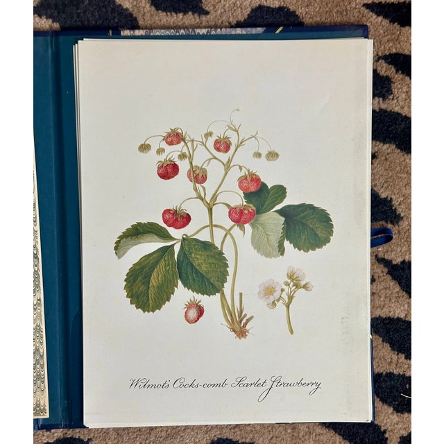Paper William Hooker Botanical Fruit Illustration Portfolio - 12 Piece Gallery Grid Set For Sale - Image 7 of 8