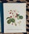 Paper William Hooker Botanical Fruit Illustration Portfolio - 12 Piece Gallery Grid Set For Sale - Image 7 of 8